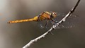 Orthetrum villosovittatum imm male-1